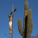 Statua del Cristo con cactus in San Augustin de Valle Fertil