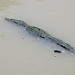 Un caimano nelle acque delle chiuse di Miraflores
