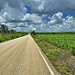 La strada tra Edzna e Campeche