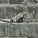 Iguana cammina sull'oseario