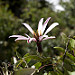 Fiore sconosciuto sulla Carretera Austral