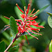 Ciruelillo, Notro (Embothrium coccineum)