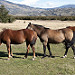 Cavalli al pascolo sulla Carretera Austral