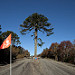 Una araucaria in mezzo alla strada obbliga gli addetti a mettere un segnale