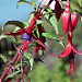 Flora Carretera Austral