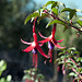 Fiore autunnale sulla Carretera Austral