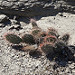 Cactus in Ischigualasto