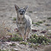 Zorro gris che annusa l'aria (Ischigualasto)