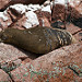 Altra otaria sulle Islas Ballestas