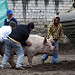 Una scrofa gigante non ne vuole sapere di entrare nel camion (Mercado indigeno di Saquisilí)