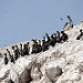 Gruppo di uccelli sulle Islas Ballestas