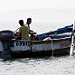 Pescatori (Islas Ballestas)