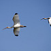 Avifauna in Aguillito (4)