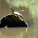 Tartaruga di fiume in Tortuguero