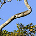 Iguana nei canali di Tortuguero