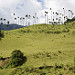 Valle del Cocora