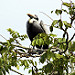 Avifauna sul fiume Chagres