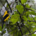 Avifauna (Parque Metropolitano Panamà)