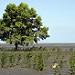 Un albero sull'acqua