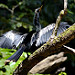 Avifauna di Tortuguero (8)