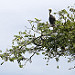 Avifauna sul rio Chagres