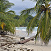 Scimmie capuccino sulla spiaggia di Cahuita