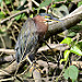 Avifauna di Tortuguero (4)