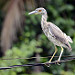 Una specie di airone in Mansanillo