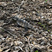 Un iguana entrando alle rovine maya di Copan