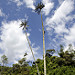 Le altissime palme da cera di Cocora