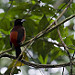 Avifauna (Parque Metropolitano Panamà) (2)