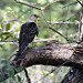 Avifauna fuori Sarigua