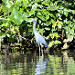 Avifauna di Tortuguero (3)