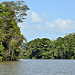 Canali verso Tortuguero (2)