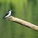 Avifauna di Tortuguero (2)