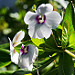 Flora in Los Quetzales (2)