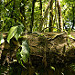 Bosque nuboso de Santa Elena (3)