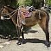 Le passeggiate a cavallo per la Valle del Cocora sono molto diffuse