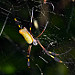 Fauna nel parque nacional Cahuita (2)