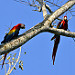 Are Macao nel parque nacional Carara