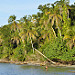 Vegetazione nel parco Cahuita